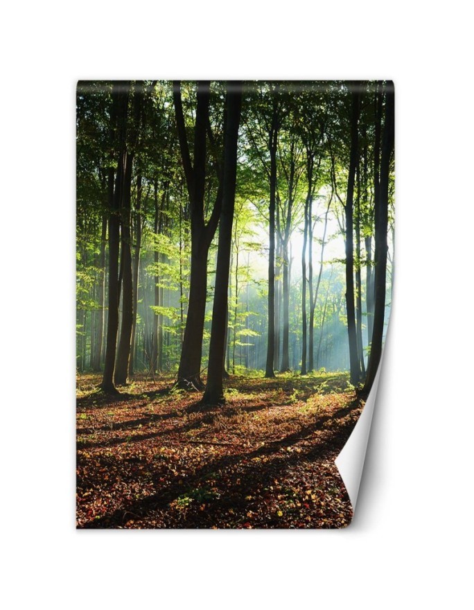 Fototapeta - Las zielony wschód słońca natura | FEEBY