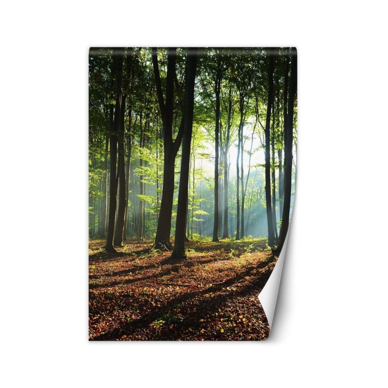 Fototapeta - Las zielony wschód słońca natura | FEEBY
