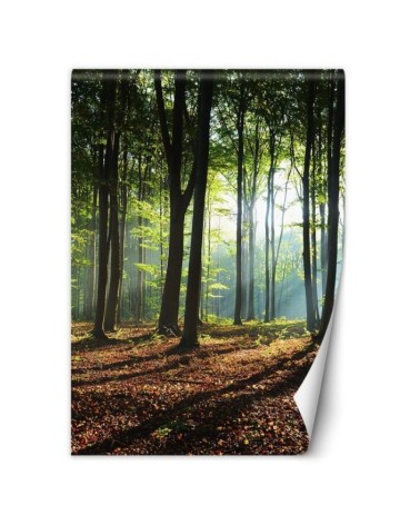 Wallpaper - Forest green sunrise nature | FEEBY