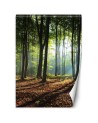 Fototapeta - Las zielony wschód słońca natura | FEEBY