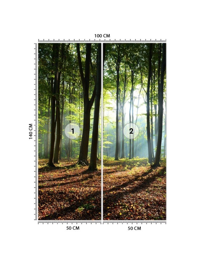Fototapeta - Las zielony wschód słońca natura | FEEBY
