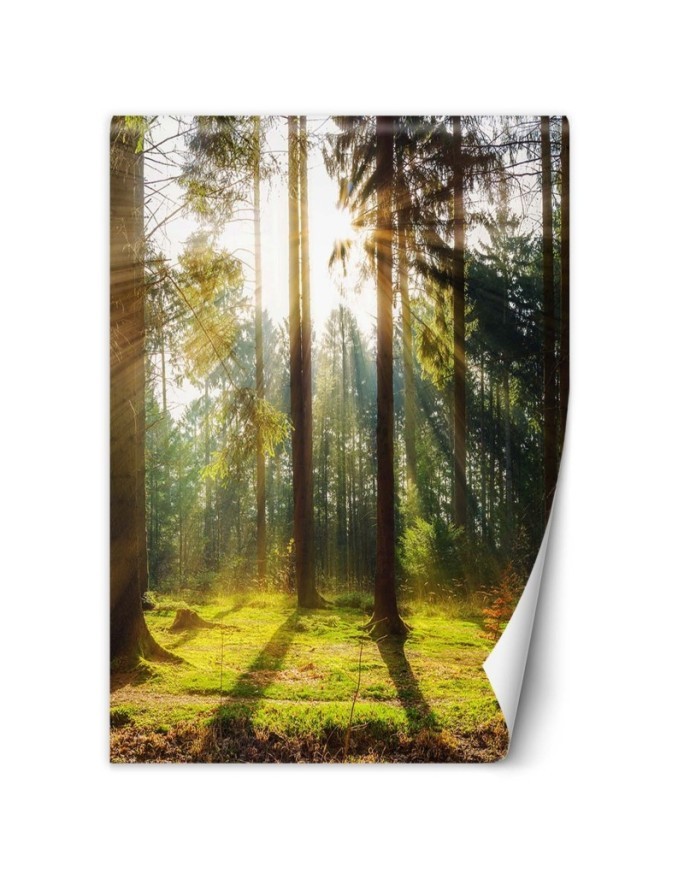Nowoczesne fototapety - Las poranne promienie słońca | FEEBY
