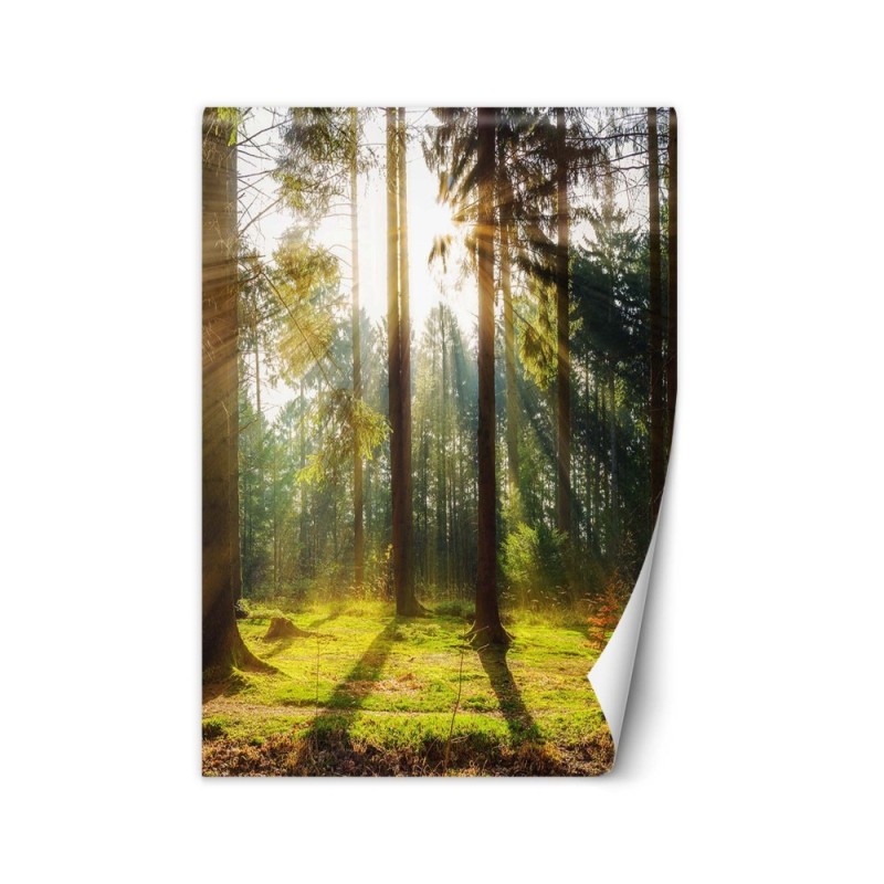 Nowoczesne fototapety - Las poranne promienie słońca | FEEBY