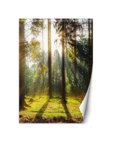 Modern wall mural - Forest of morning sunshine | FEEBY