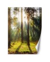 Nowoczesne fototapety - Las poranne promienie słońca | FEEBY