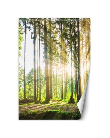 Modern wall mural - Forest sunshine | FEEBY