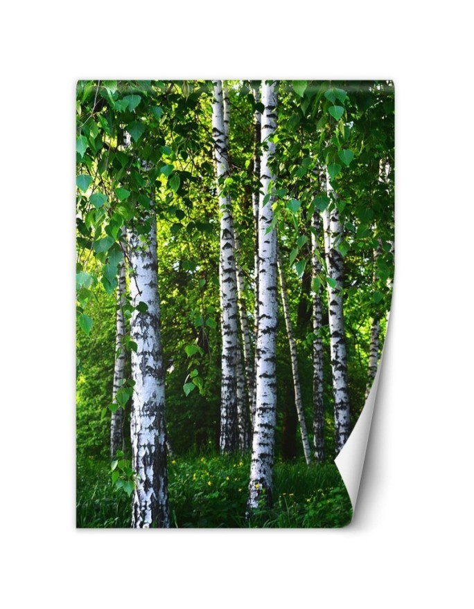 Fototapeta flizelinowa na ścianę - Brzozowy las | FEEBY