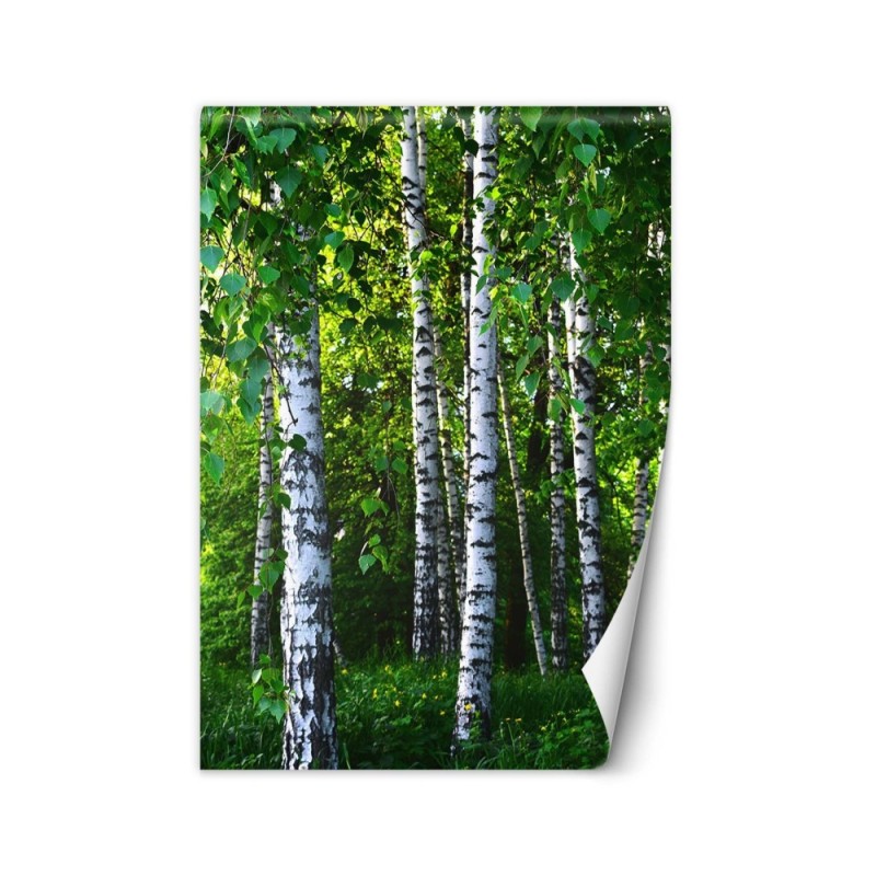 Fototapeta flizelinowa na ścianę - Brzozowy las | FEEBY