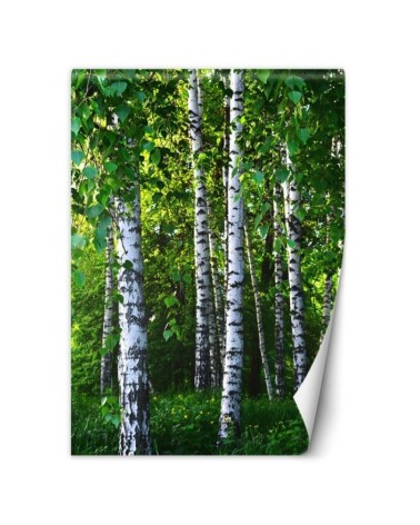 Fleece wall mural - Birch forest | FEEBY