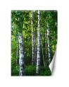 Fototapeta flizelinowa na ścianę - Brzozowy las | FEEBY