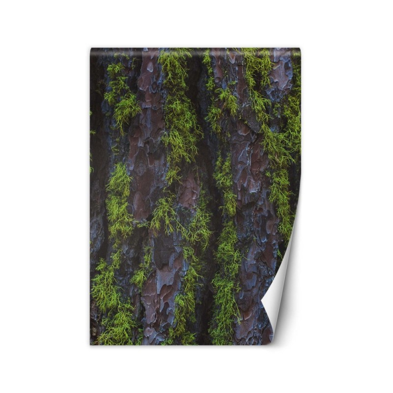 Nowoczesne fototapety na ścianę - Drzewo mech | FEEBY