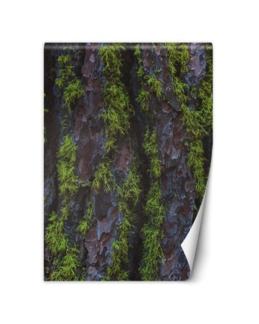 Nowoczesne fototapety na ścianę - Drzewo mech | FEEBY
