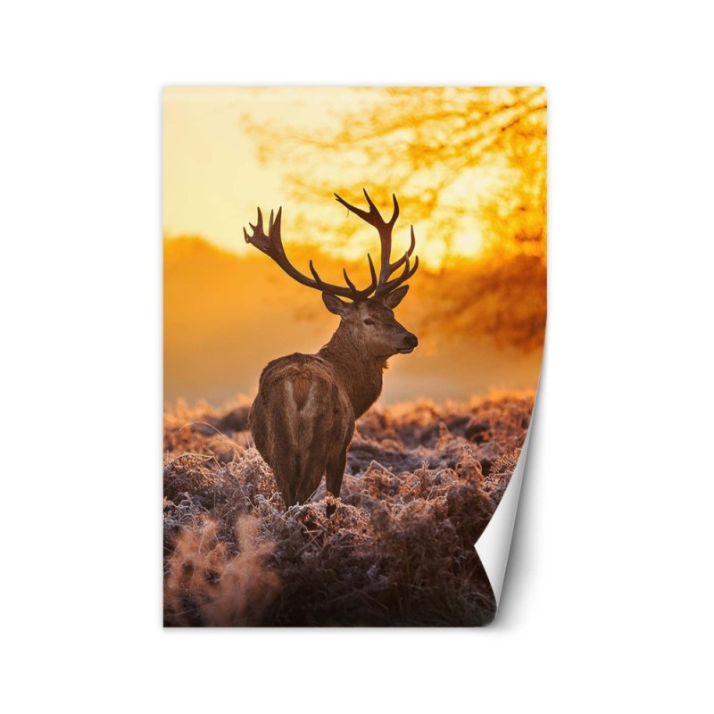 Unikalne fototapety - Jeleń o zachodzie słońca | FEEBY