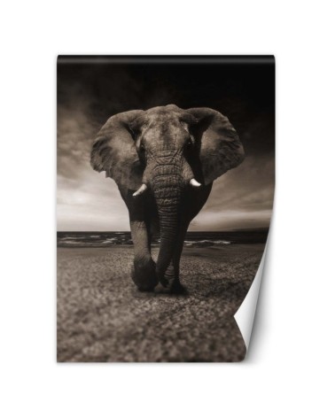 Trendy wall murals for living room - African elephant nature | FEEBY