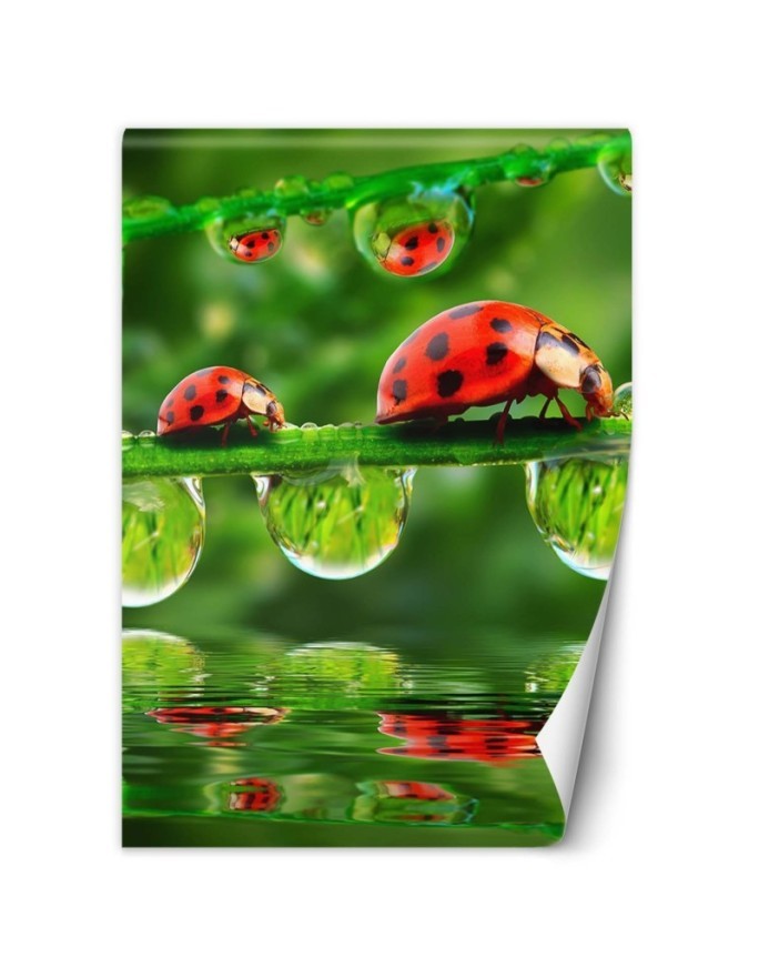 Fototapety natura na ścianę - Biedronki krople wody | FEEBY