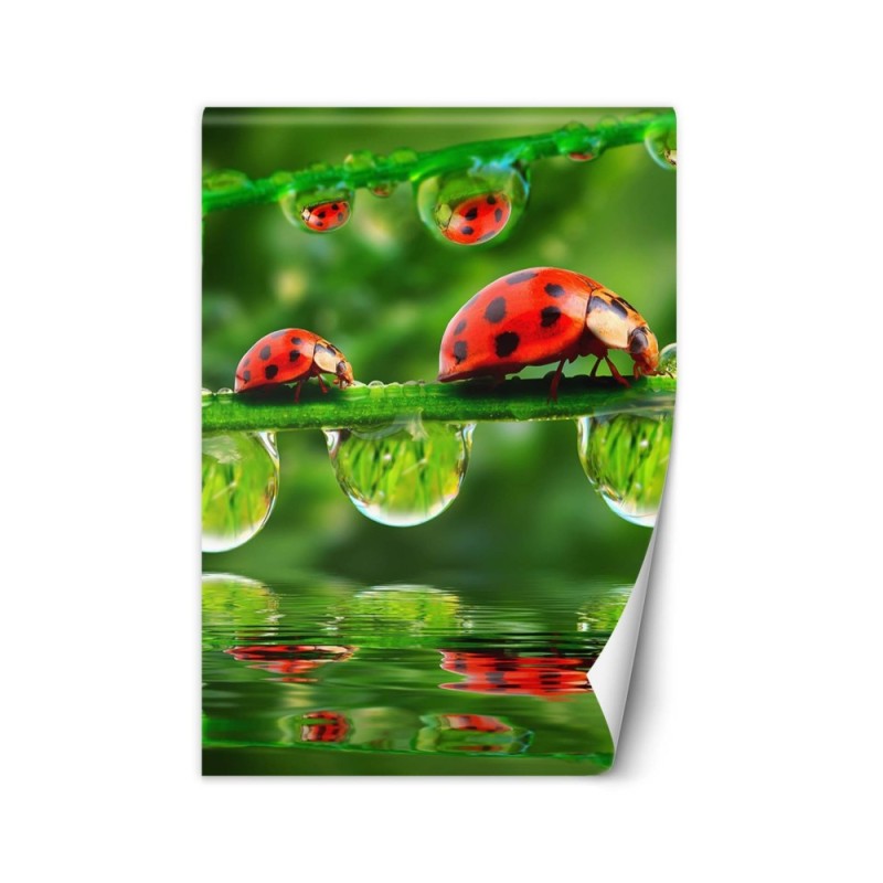 Fototapety natura na ścianę - Biedronki krople wody | FEEBY
