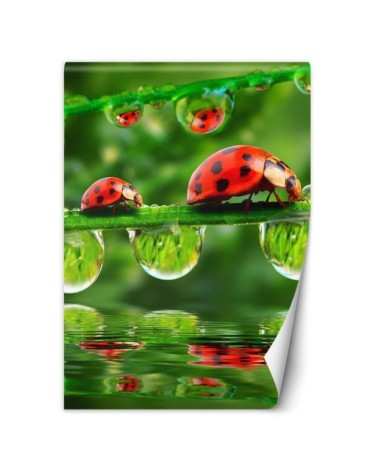 Fototapety natura na ścianę - Biedronki krople wody | FEEBY