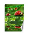 Fototapety natura na ścianę - Biedronki krople wody | FEEBY