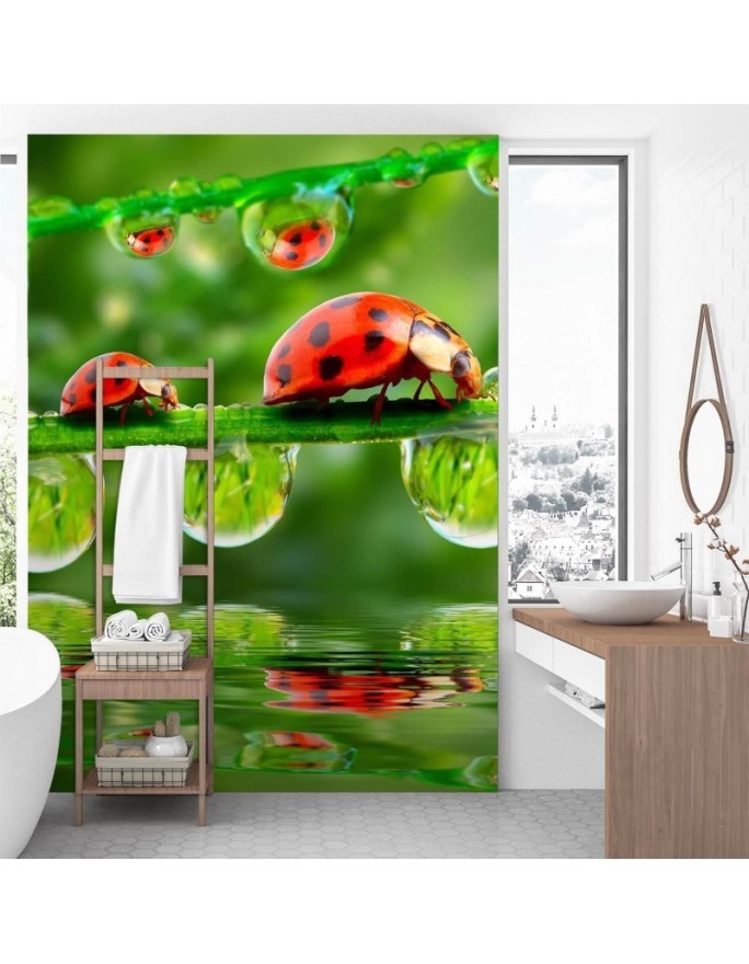 Fototapety natura na ścianę - Biedronki krople wody | FEEBY