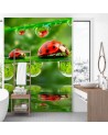 Fototapety natura na ścianę - Biedronki krople wody | FEEBY