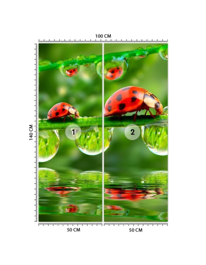 Fototapety natura na ścianę - Biedronki krople wody | FEEBY
