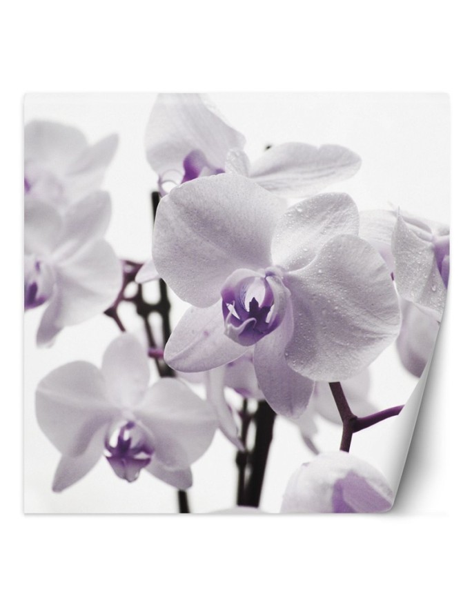 Fototapeta na ścianę - Fioletowa orchidea z rosą na płatkach | FEEBY