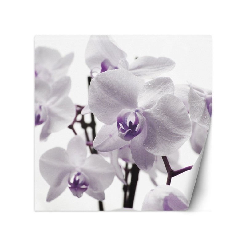 Wallpaper - Purple orchid with dew on petals | FEEBY