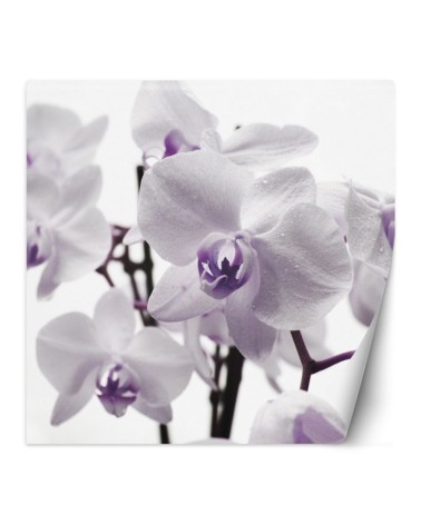 Wallpaper - Purple orchid with dew on petals | FEEBY