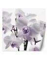 Wallpaper - Purple orchid with dew on petals | FEEBY