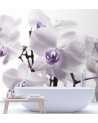 Fototapeta na ścianę - Fioletowa orchidea z rosą na płatkach | FEEBY
