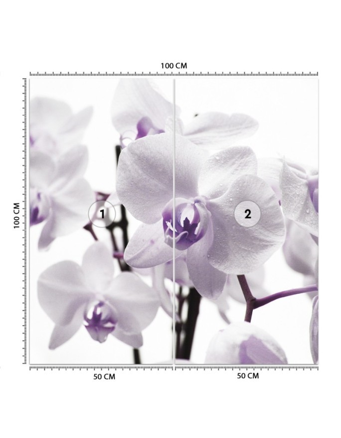 Wallpaper - Purple orchid with dew on petals | FEEBY