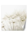 Stylowe fototapety - Dmuchawce w bieli | FEEBY