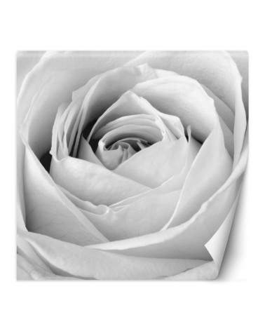 Decorative Wallpaper - White rose flower nature | FEEBY