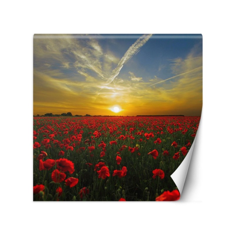 Fototapeta na ścianę - Maki kwiaty łąka | FEEBY