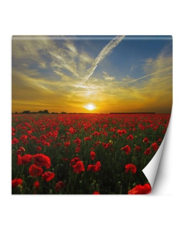Wall mural - Poppies flowers meadow | FEEBY