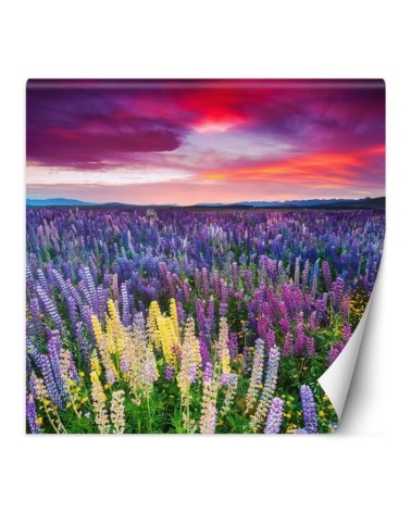 Beautiful Wallpaper - Heather flowers in a meadow | FEEBY