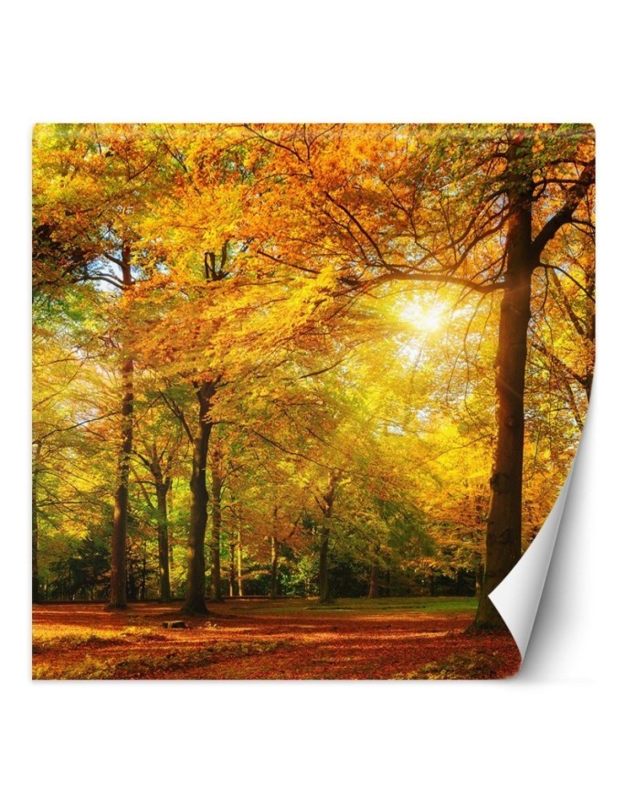 Stylowe fototapety - Jesienny las w promieniach słońca | FEEBY