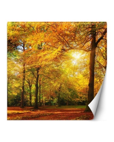 Stylish Wallpaper - Autumn forest in sunshine | FEEBY
