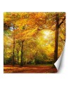 Stylowe fototapety - Jesienny las w promieniach słońca | FEEBY