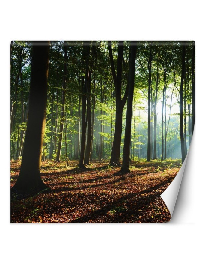 Fototapeta - Las drzewa promienie słońca natura | FEEBY