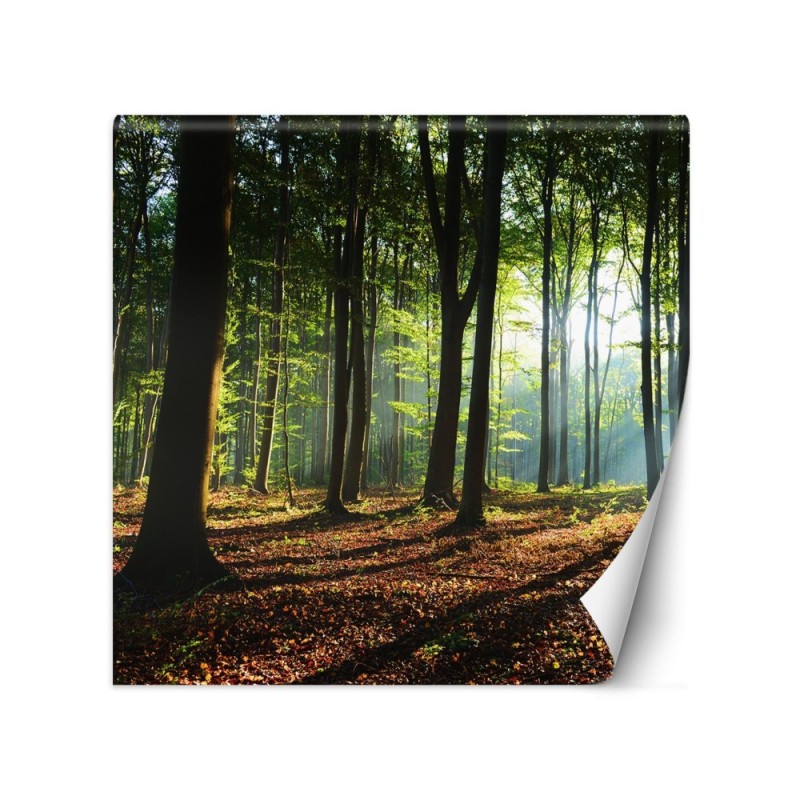 Fototapeta - Las drzewa promienie słońca natura | FEEBY