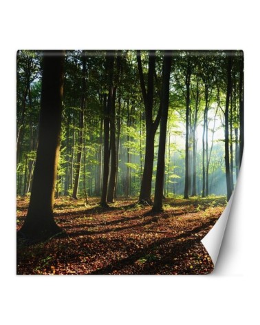 Wallpaper - Forest trees sunshine nature | FEEBY