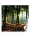 Fototapeta - Las drzewa promienie słońca natura | FEEBY