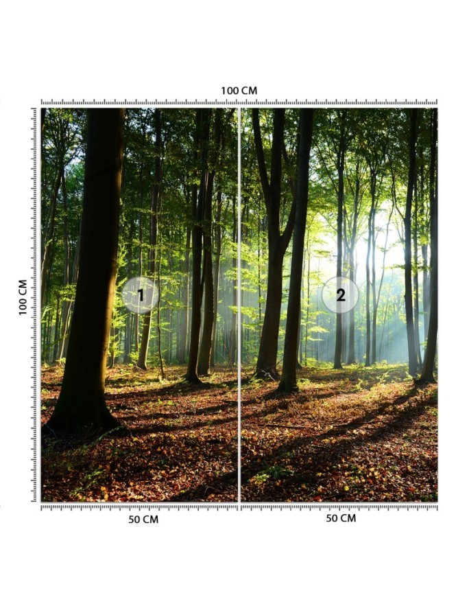 Fototapeta - Las drzewa promienie słońca natura | FEEBY
