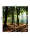 Fototapeta - Las drzewa promienie słońca natura | FEEBY