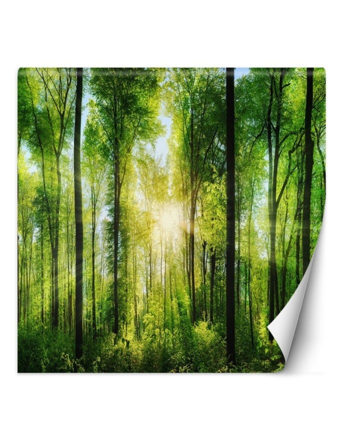 Fototapeta ze zdjęcia - Las drzewa promienie słońca natura | FEEBY
