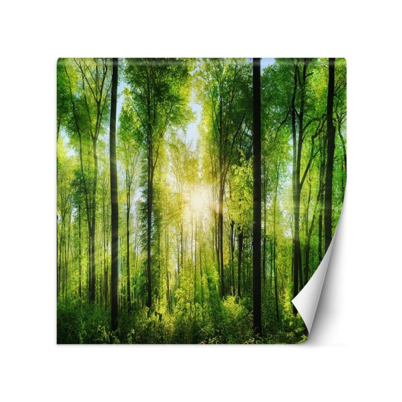 Fototapeta ze zdjęcia - Las drzewa promienie słońca natura | FEEBY