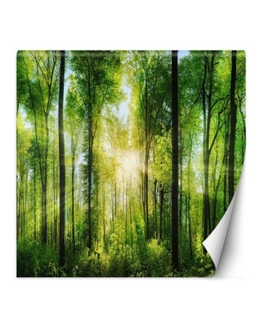 Fototapeta ze zdjęcia - Las drzewa promienie słońca natura | FEEBY