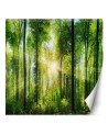 Fototapeta ze zdjęcia - Las drzewa promienie słońca natura | FEEBY