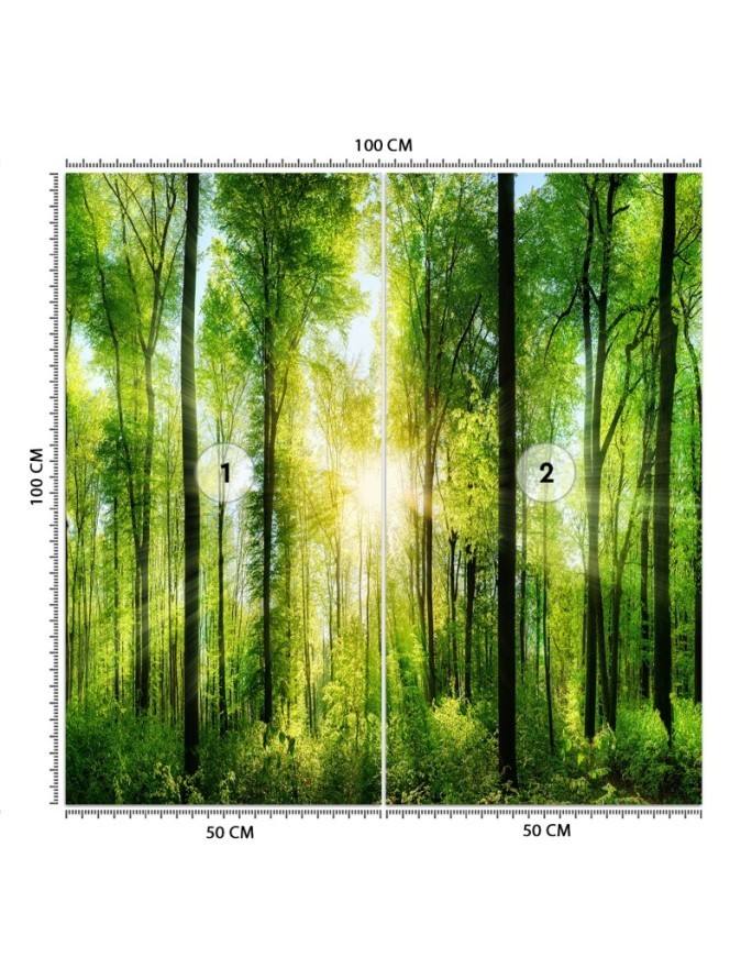 Fototapeta ze zdjęcia - Las drzewa promienie słońca natura | FEEBY